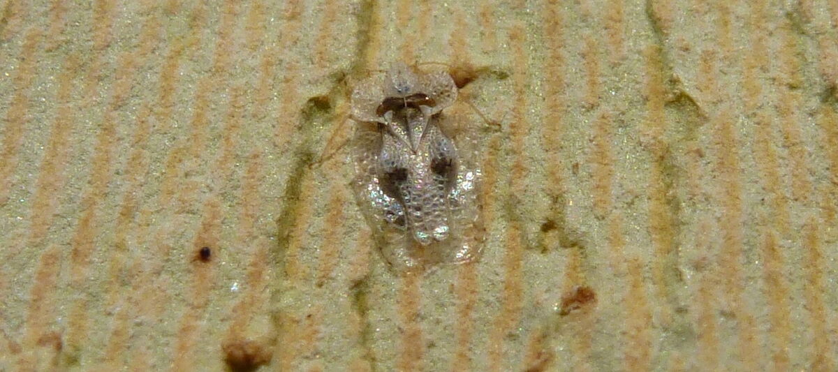 Sycamore lace bug Corythucha ciliata on rhytidomes