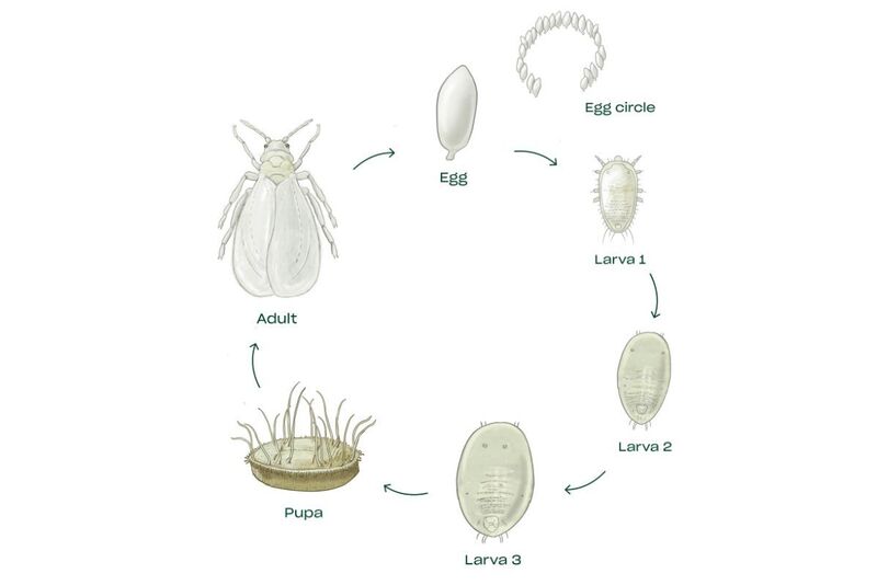 Navigating the Whitefly Battle: A Step-by-Step Guide to Whitefly Control