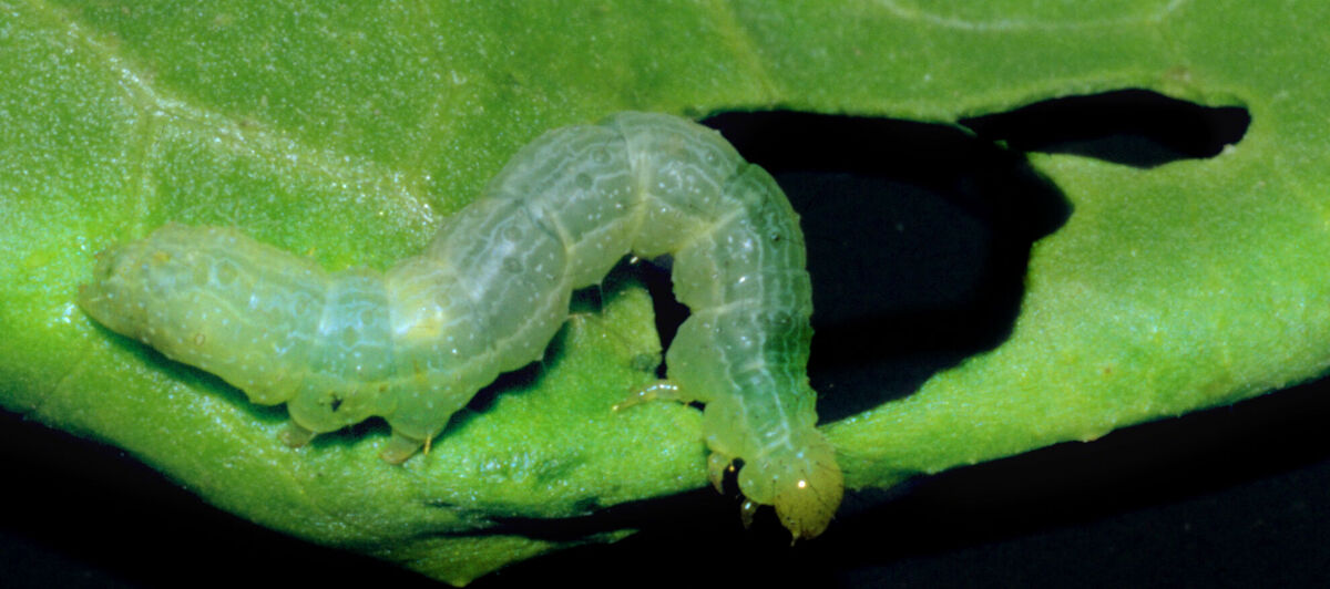 Caterpillar of Silver-Y moth Autographa gamma damaging leaf
